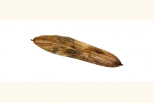 Single-fruit-of-European-Ash
