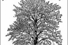 Sketch-of-European-Ash