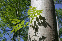 Trunk-of-European-Ash