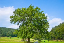 Whole-European-Ash-plant