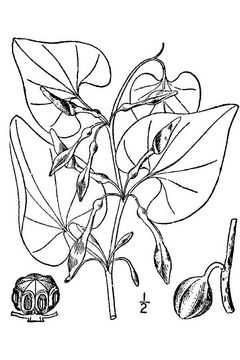 European-Birthwort-plant-Sketch