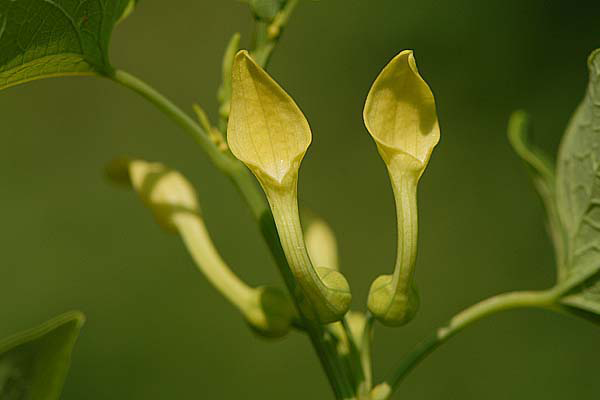 Flower-of-European-Birthwort
