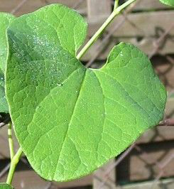 Leaves-of-European-Birthwort