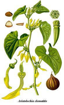 Plant-Illustration-of-European-Birthwort