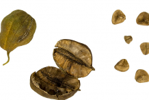 Dried-fruit-and-Seeds-of-European-Birthwort