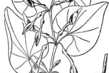 European-Birthwort-plant-Sketch