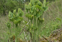 European-Birthwort-plant-growing-Wild