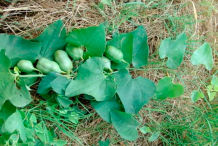 Fruit-of-European-Birthwort