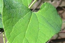 Leaves-of-European-Birthwort