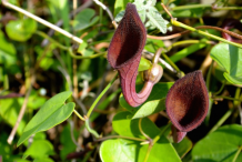 Other-Varieties-of-Birthwort