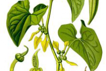 Plant-Illustration-of-European-Birthwort