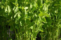 European-Birthwort-Plant