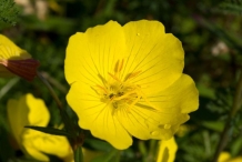 Evening-Primrose-flower
