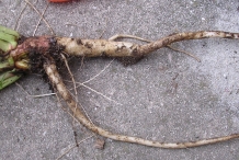 Evening-Primrose-root
