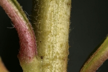 Evening-Primrose-stem
