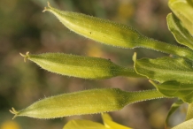 Primrose-flower-bud