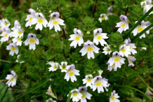 Eyebright-Bushes