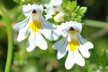 Eyebright-Flower