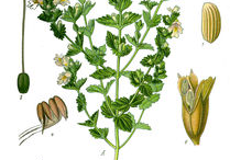 Eyebright-Plant-Illustration