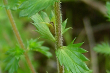 Eyebright-Stem