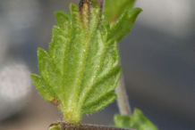 Eyebright-leaves