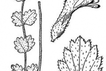 Eyebright-plant-Sketch