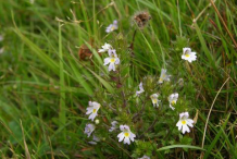 Eyebright-plant