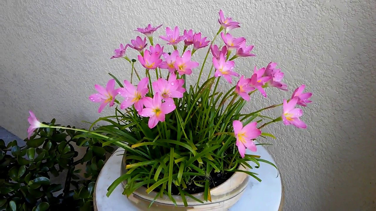 Fairy-lily-grown-on-the-pot