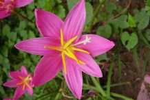 Flower-of-Fairy-lily