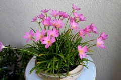 Fairy-lily-grown-on-the-pot