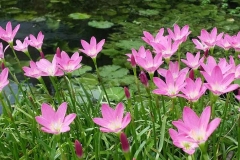 Fairy-lily-plant-growing-wild