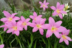 Fairy-lily-plant