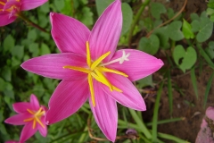 Flower-of-Fairy-lily