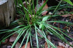 Leaves-of-Fairy-lily