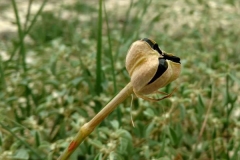 Mature-fruit-of-Fairy-lily