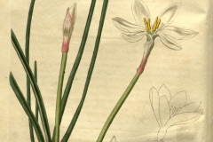 Plant-illustration-of-Fairy-lily