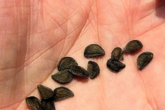 Seeds-of-Fairy-lily