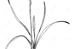 Sketch-of-Fairy-lily