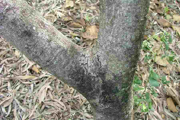 Close-up-of-bark-on-main-stem-of-falsa-fruit