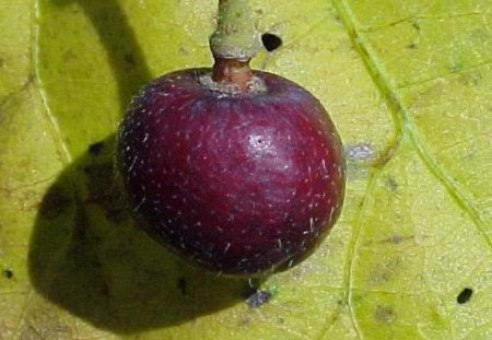 Closer-view-of-Falsa-Fruit