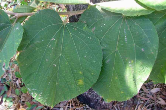 Leaves-of-Falsa-fruit