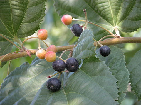 Ripe-&-Unripe-fruits-on-the-plant