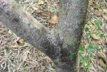 Close-up-of-bark-on-main-stem-of-falsa-fruit