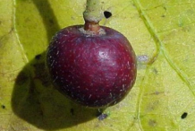 Closer-view-of-Falsa-Fruit