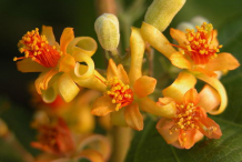 Falsa-Flower