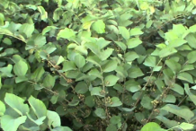 Falsa-plant-growing-wild