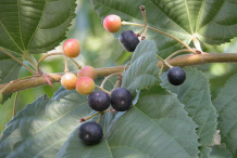 Ripe-&-Unripe-fruits-on-the-plant