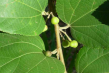 Immature-fruit-of-falsa-fruit