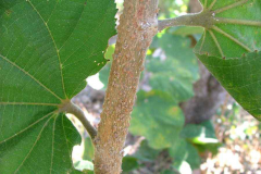 Closer-view-of-younger-branch-of-Falsa-Fruit
