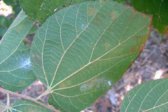 Leaf-undersides-showing-raised-veins-of--Falsa-fruit